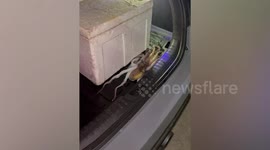 Octopus escapes from box and crawls through car boot