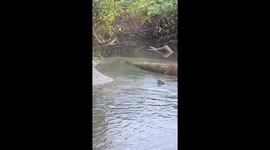 Dog escapes crocodile at Manuel Antonio Beach