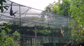 Siren or Monkey? You Have to Hear This Unbelievable Gibbon Sound