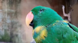 Blind Parrot’s Stunning Colors and Charisma Will Melt Your Heart