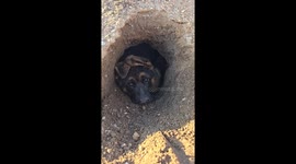 Dog plays in hole in Viterbo, Italy