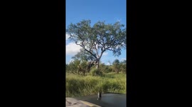 Elephant topples tree in India
