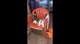 Cat with glasses in Bangkok