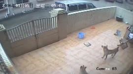 偷狗贼翻墙偷狗被监控记录