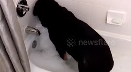 Big rottweiler doesn't want to have a bath