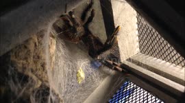Avicularia metallica molting