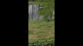 Duck and dog play tag