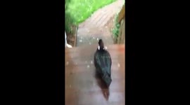 Meet the duck and dog who are best friends