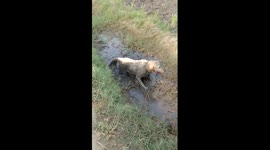 Dog takes mud bath to cool down