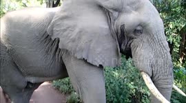 Meeting Elephant and baby on Safari