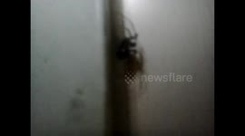 British man finds 'false widow' spider in home