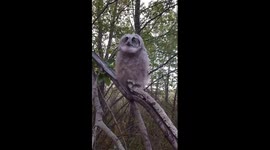 Great horned owl rescue