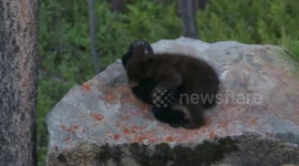 Black cubs messing around in the woods