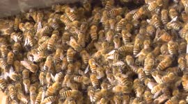 Hundreds of bees invade building in Italy