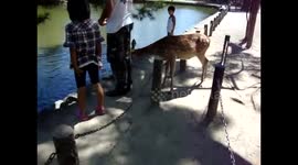 'Cheaky' deer steals tourist's map in Japan