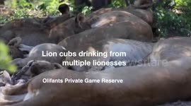 Lion cubs drinking from multiple lionesses