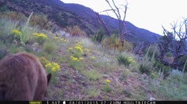 Mama bear adjusts camera to film herself and her cubs