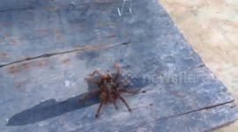 Ativista senta três aranhas em mini cadeiras para espera desmatamento acabar.