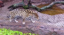 Jaguar paces enclosure