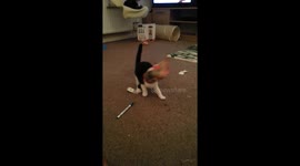 Kitten investigates crisp packet, gets head stuck