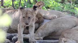 Lion cubs drinking from multiple lionesses