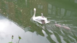 Baby swans get a piggy back ride from mummy