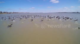 Beautiful footage of hundreds of geese flying off on San Lorenzo river