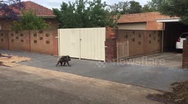 Mummy Koala and Baby Joey walking the streets of Adelaide