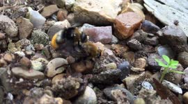Bees mating