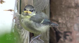 Baby Blue Tit chick fed by mother