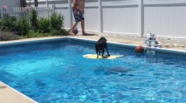 Dog interrupts pool goer