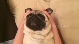 Oscar the Pug feeling the love.
