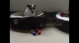 Oscar the Pug puppy trying to play with Grumpy Paddy the Jack Russell