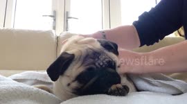 Oscar the Pug makes adorable rumbling noise while getting a massage