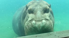 Enormous hippo 'gives a show' at zoo