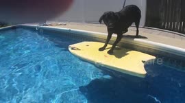 Dog uses bodyboard as 'diving board'