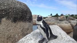 Curious penguin close up!