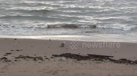 young injured seagull