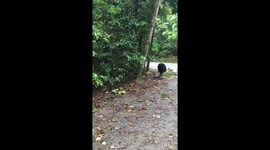 Cassowary near Daintree Discovery Centre
