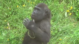 Cute little gorilla pounds his chest at zoo