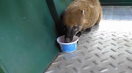 Sneaky coati eats ice cream before train departs