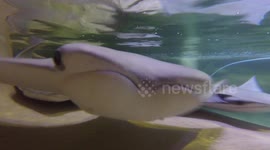 Curious stingrays intrigued by action camera
