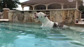 Max the Great Dane talks while relaxing in the pool