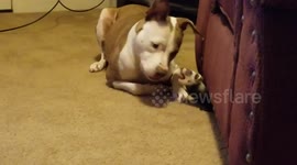 Cute dog and ferret play together