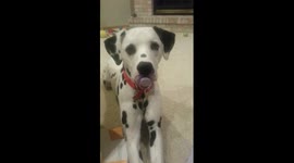 Ranger the Dalmatian Thinks He's a Baby!