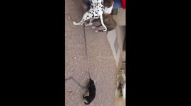 Dachshund Walks Dalmatian