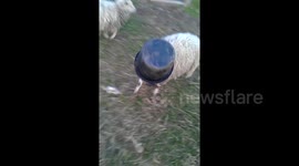 Cute sheep gets head stuck in bucket