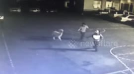 Alpaca on the loose gets caught by police