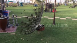 Full Plumage Peacock