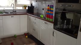 Cockatoo makes an absolute mess in owner's kitchen